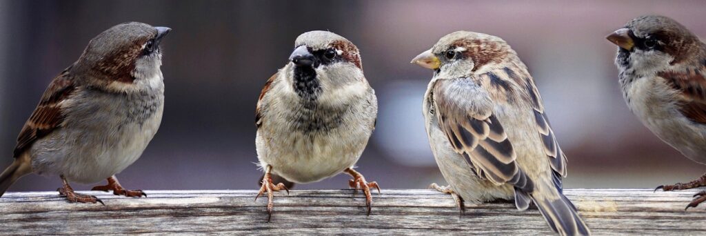 Four sparrows perched on a wooden rail, engaging in what looks like a conversation